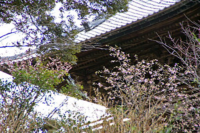 鐘楼堂下の河津桜